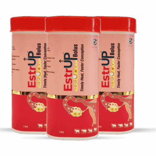 EstrUp Bolus